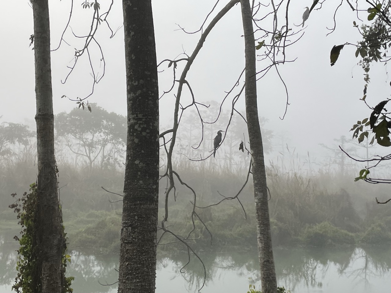 Foggy Morning Wildlife in Chitwan National Park, Nepal